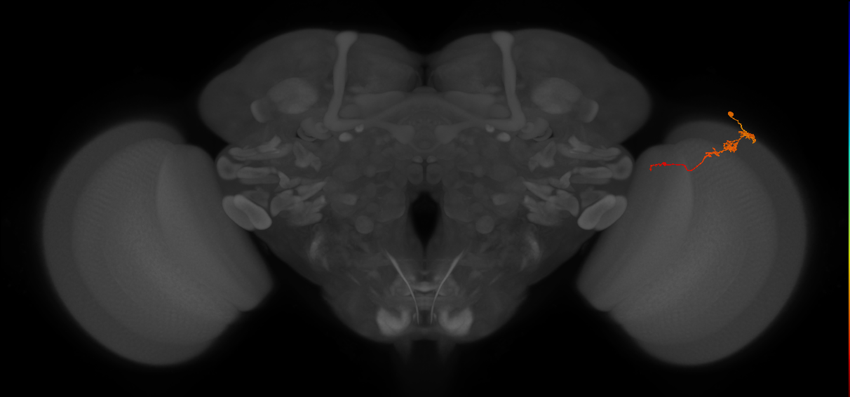 Tm3_R (JRC_OpticLobe:77183)