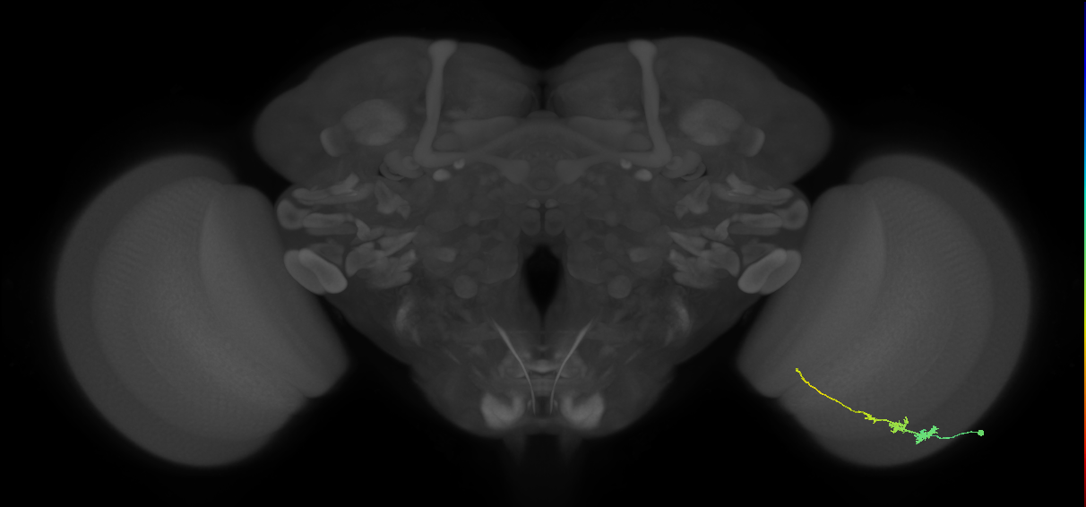 Tm3_R (JRC_OpticLobe:70331)