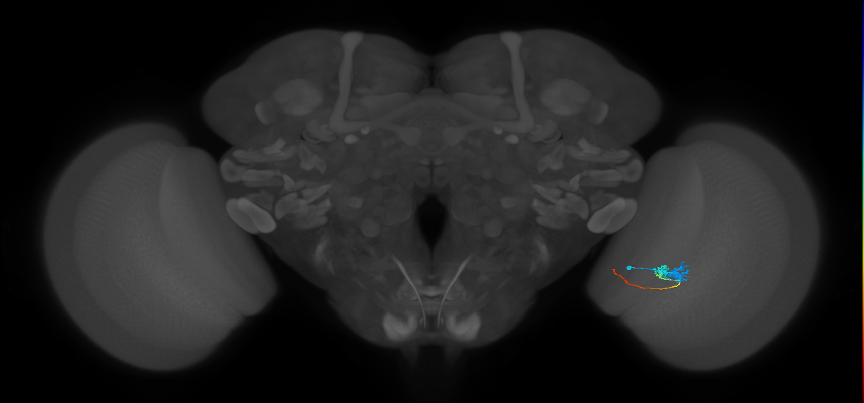 Tm3_R (JRC_OpticLobe:81870)