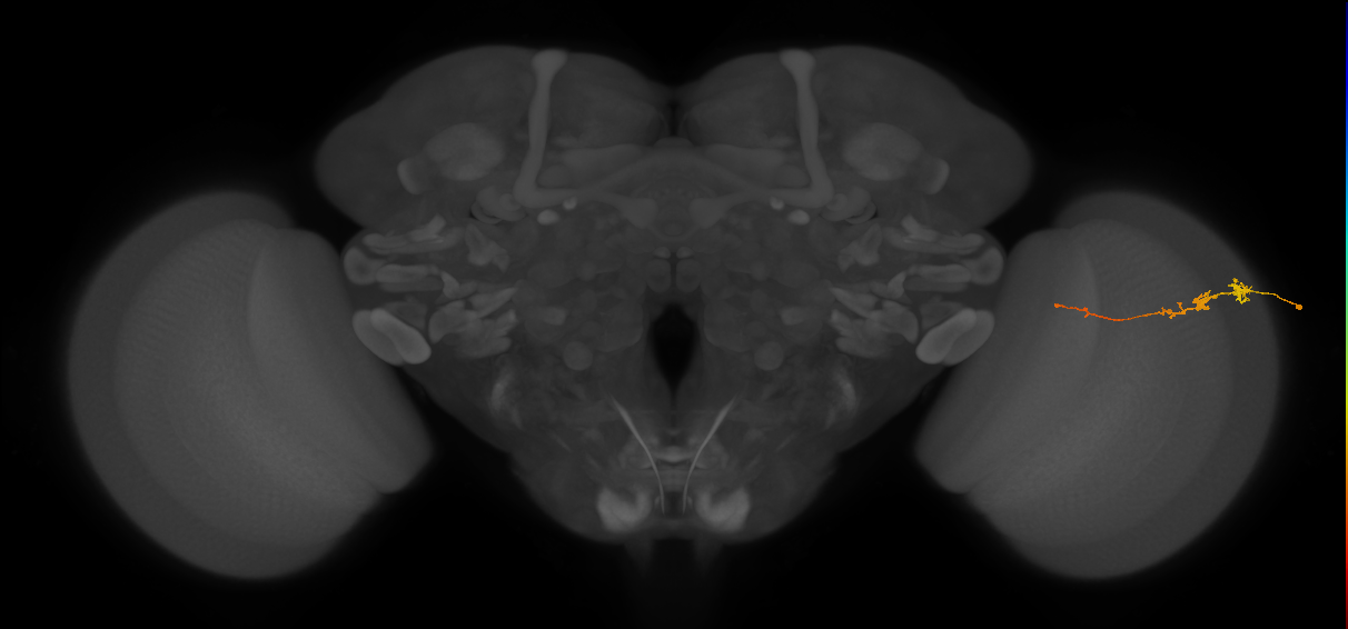 Tm3_R (JRC_OpticLobe:140499)