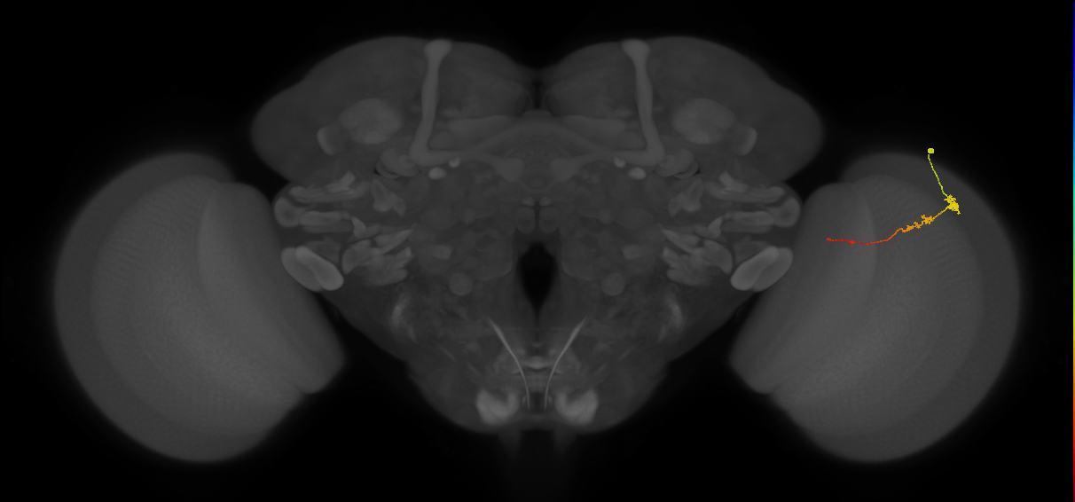Tm3_R (JRC_OpticLobe:107205)