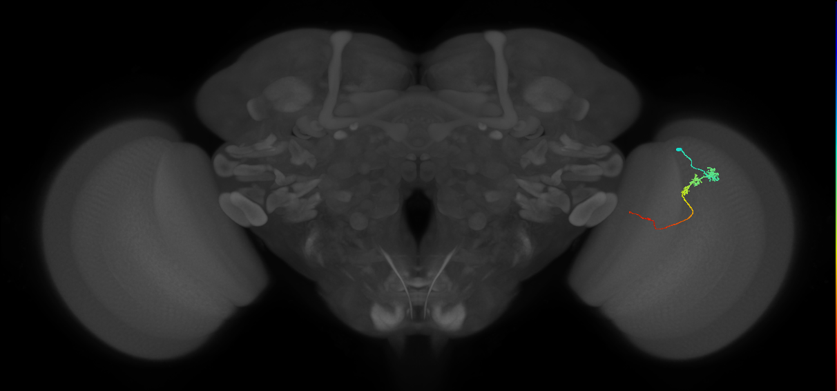 Tm3_R (JRC_OpticLobe:96086)