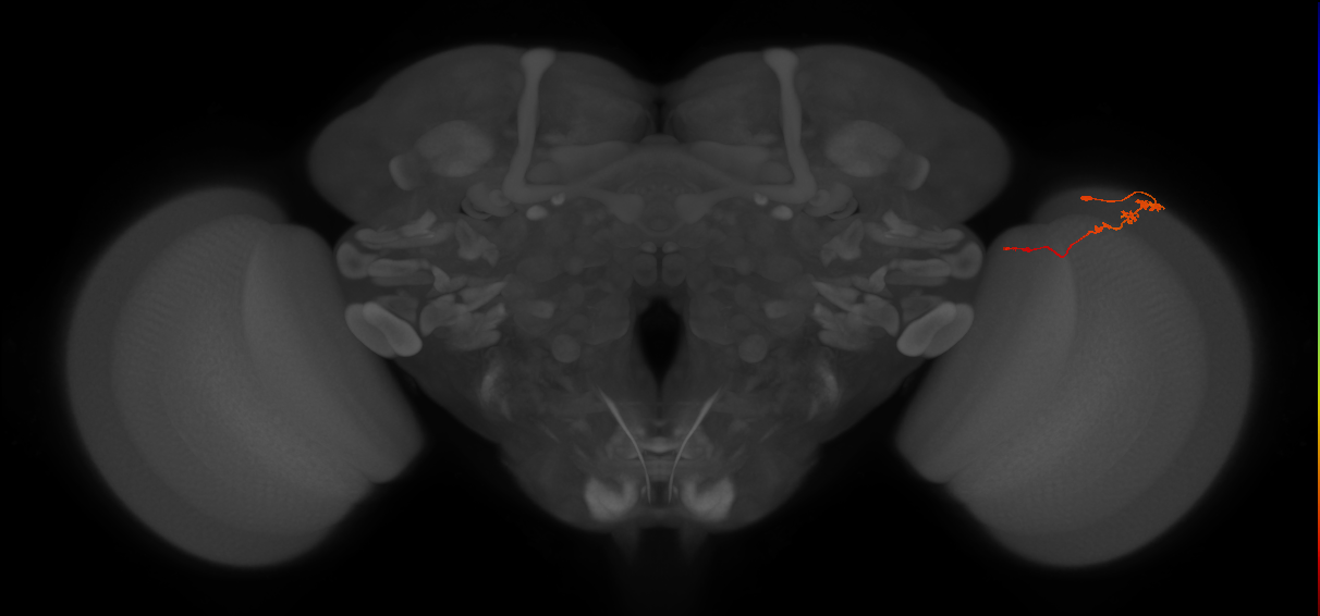 Tm3_R (JRC_OpticLobe:91438)