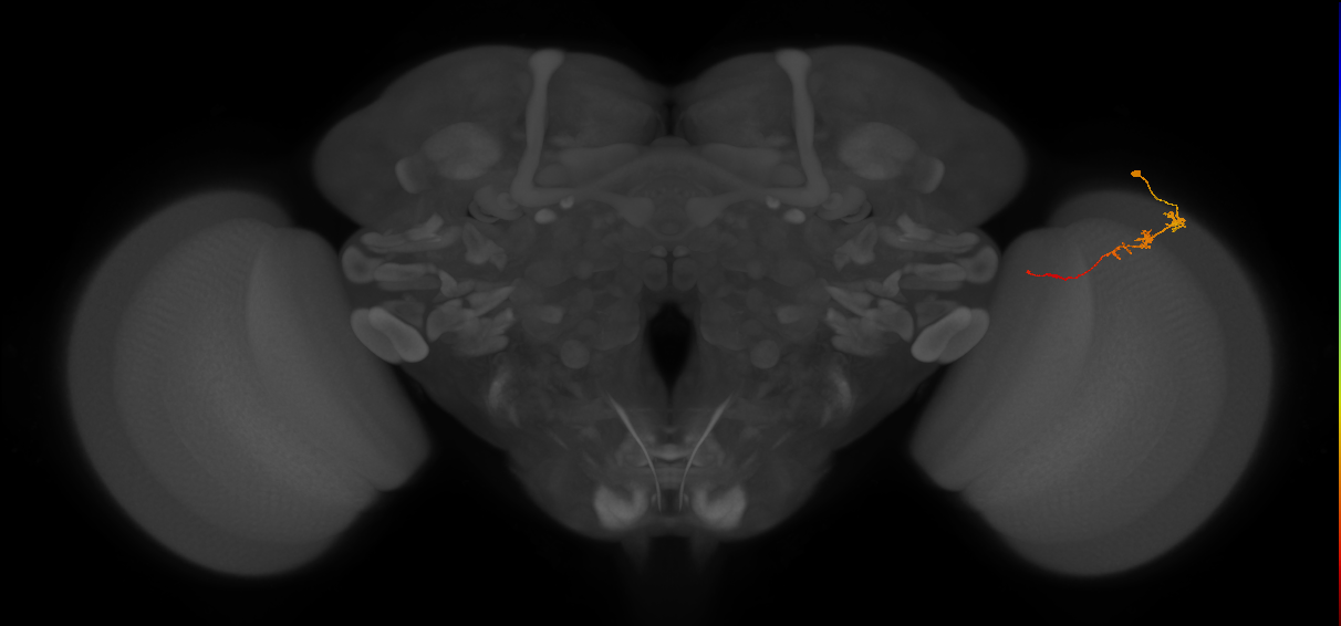 Tm3_R (JRC_OpticLobe:91714)