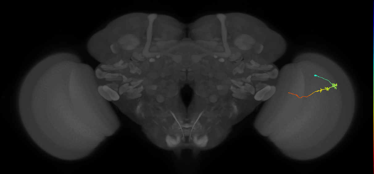 Tm3_R (JRC_OpticLobe:97503)