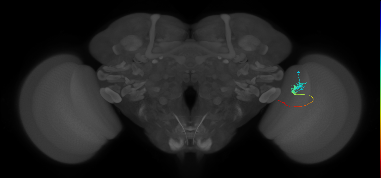 Tm3_R (JRC_OpticLobe:89468)
