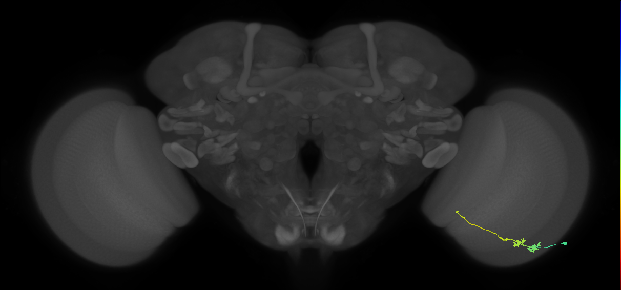 Tm3_R (JRC_OpticLobe:66724)