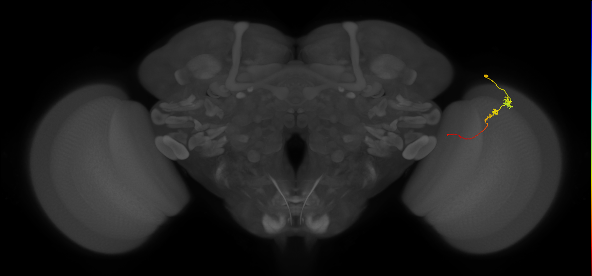 Tm3_R (JRC_OpticLobe:84656)