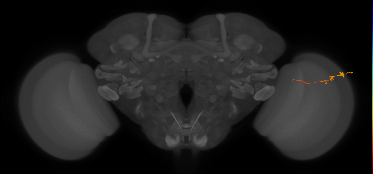 Tm3_R (JRC_OpticLobe:93707)