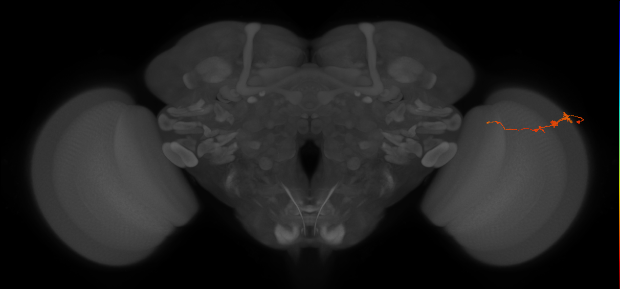 Tm3_R (JRC_OpticLobe:75508)