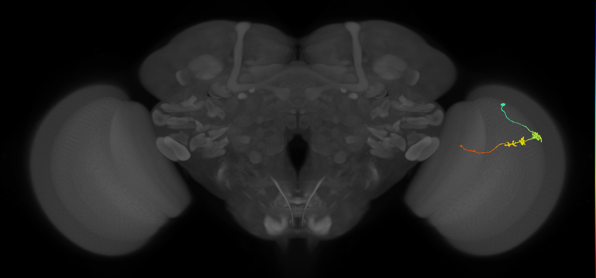 Tm3_R (JRC_OpticLobe:83225)