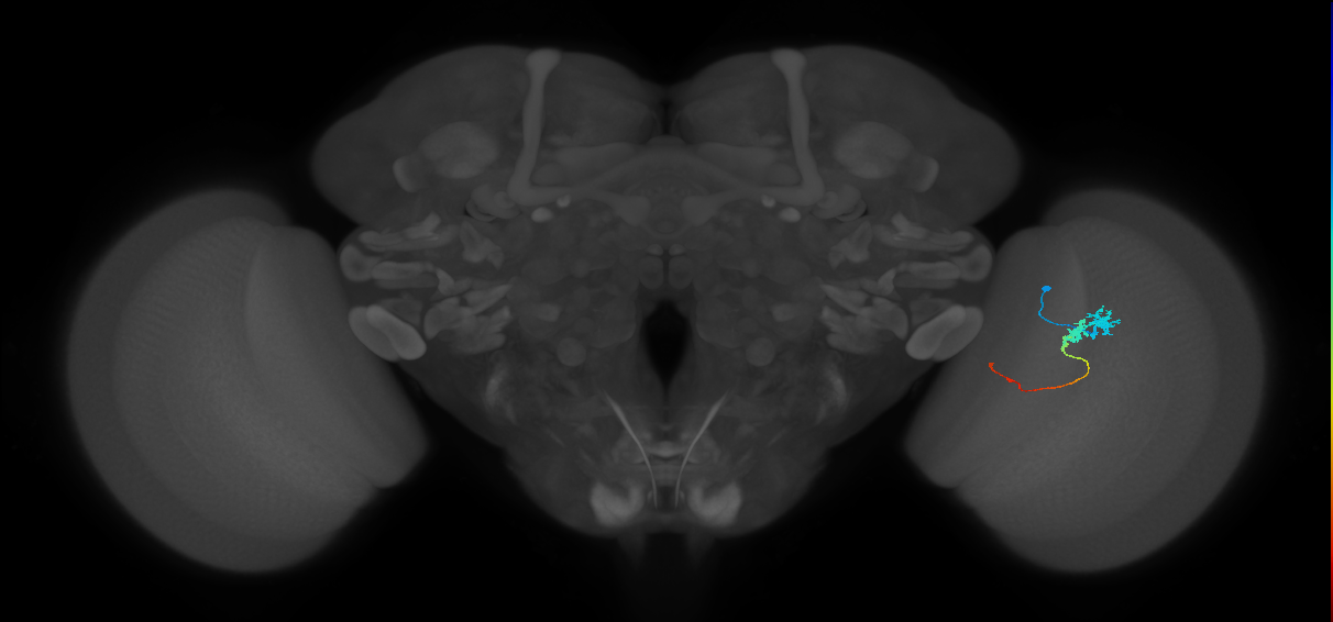 Tm3_R (JRC_OpticLobe:75723)