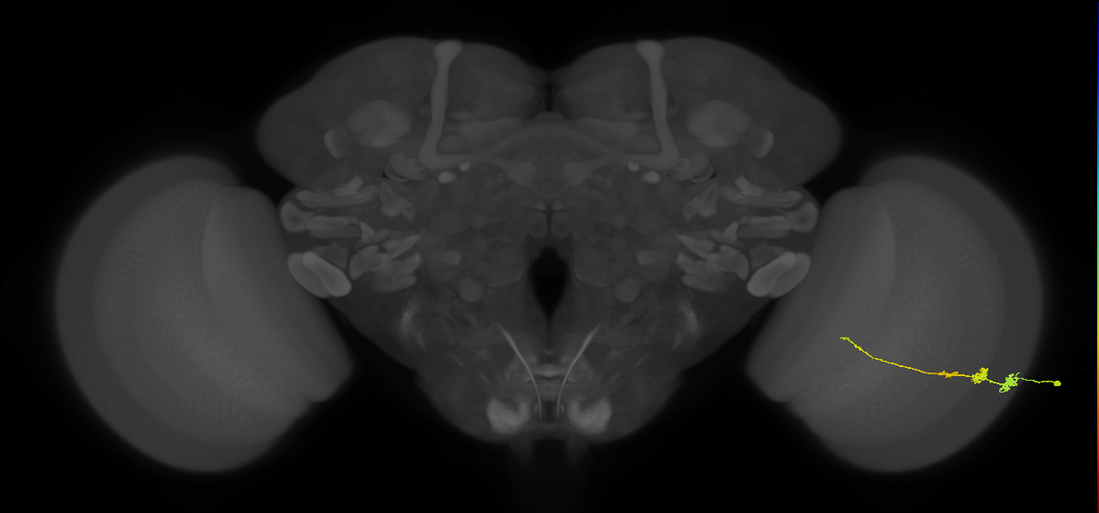 Tm3_R (JRC_OpticLobe:110987)