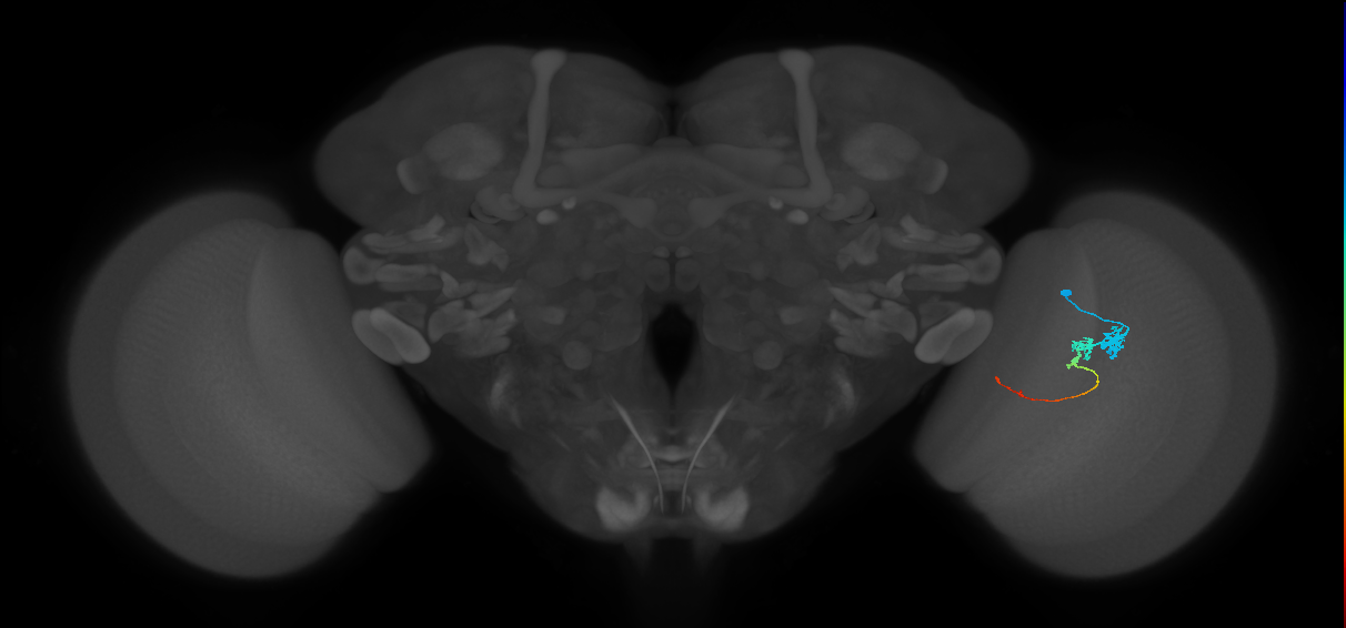Tm3_R (JRC_OpticLobe:71361)