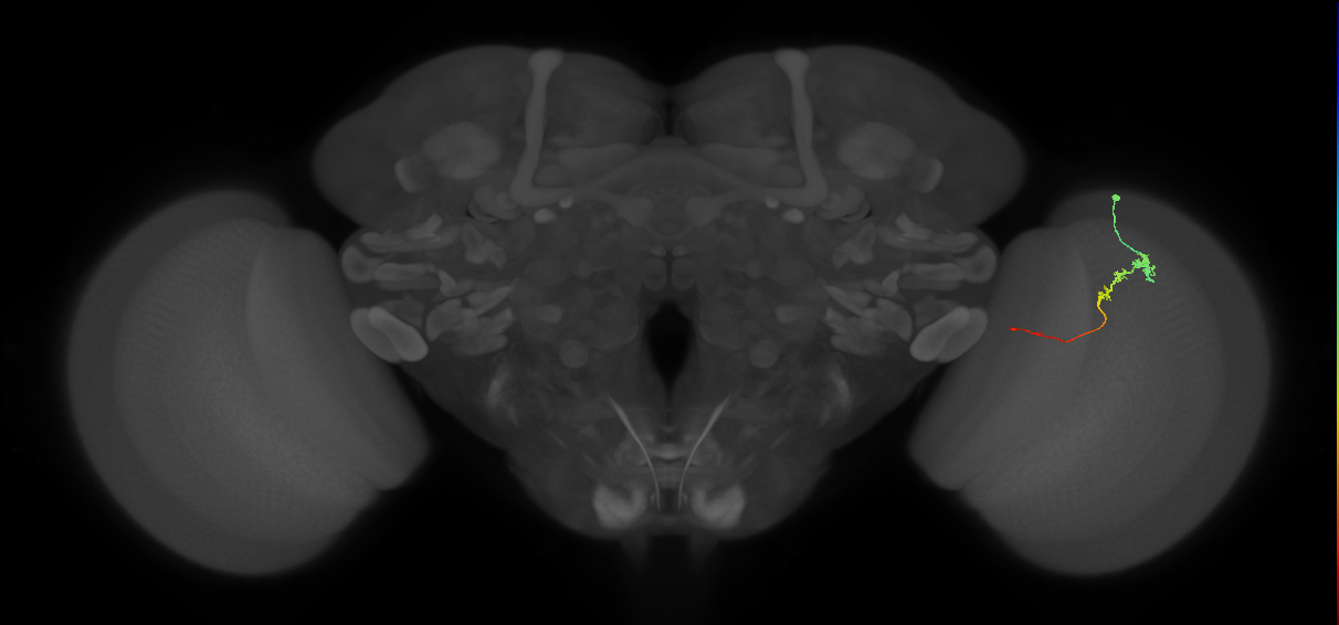 Tm3_R (JRC_OpticLobe:109060)