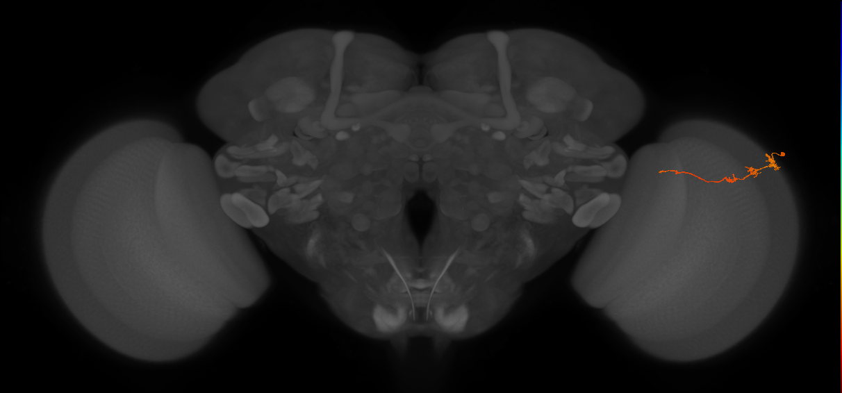 Tm3_R (JRC_OpticLobe:85615)