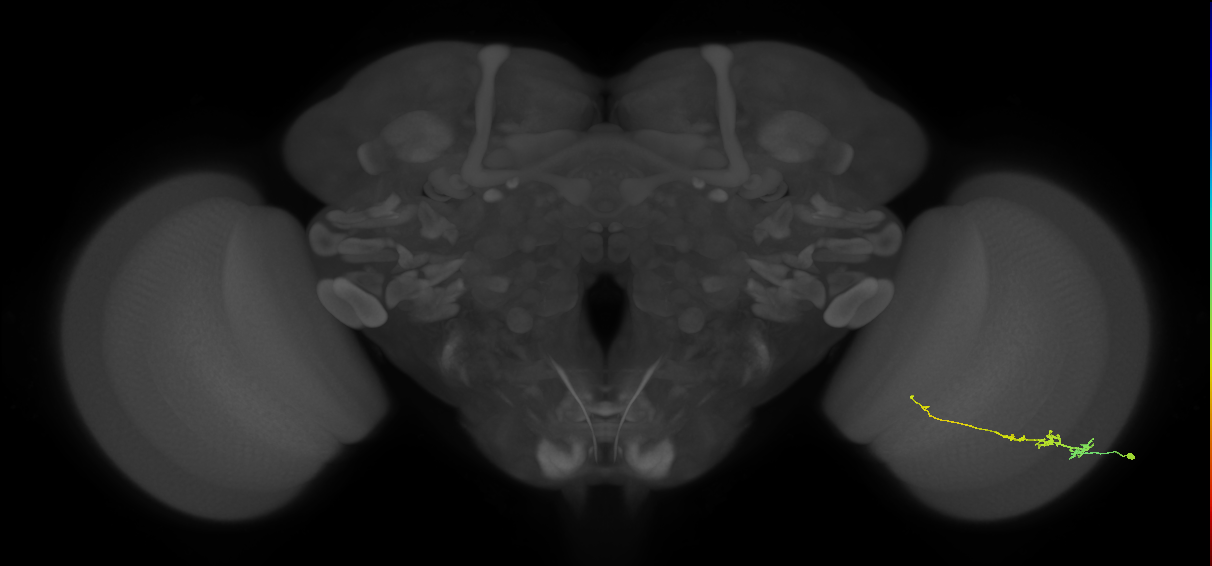 Tm3_R (JRC_OpticLobe:76999)