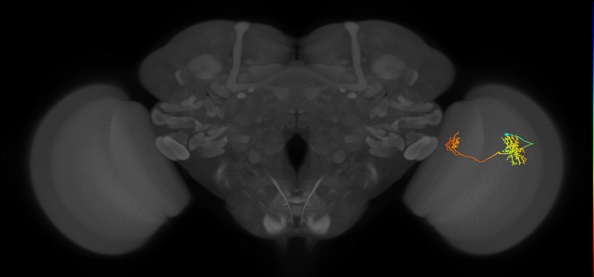 Tm32_R (JRC_OpticLobe:65376)