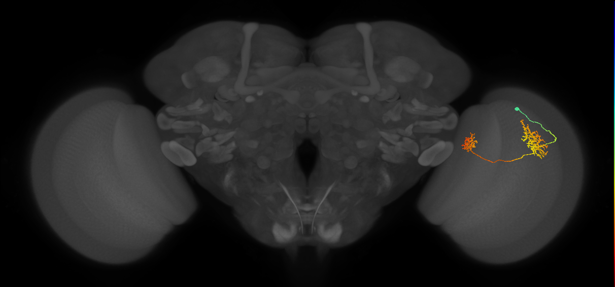 Tm32_R (JRC_OpticLobe:76111)
