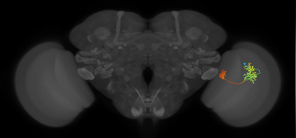 Tm32_R (JRC_OpticLobe:51993)