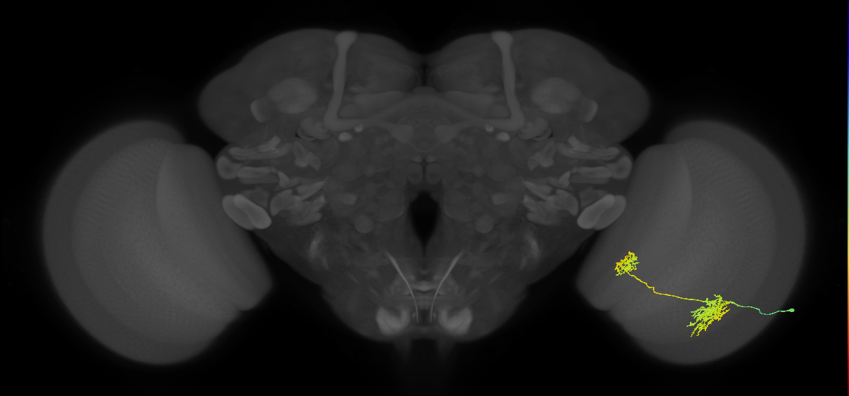 Tm32_R (JRC_OpticLobe:42012)