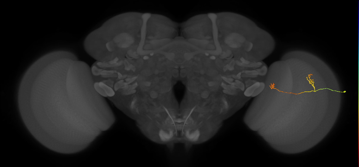 Tm33_R (JRC_OpticLobe:147088)