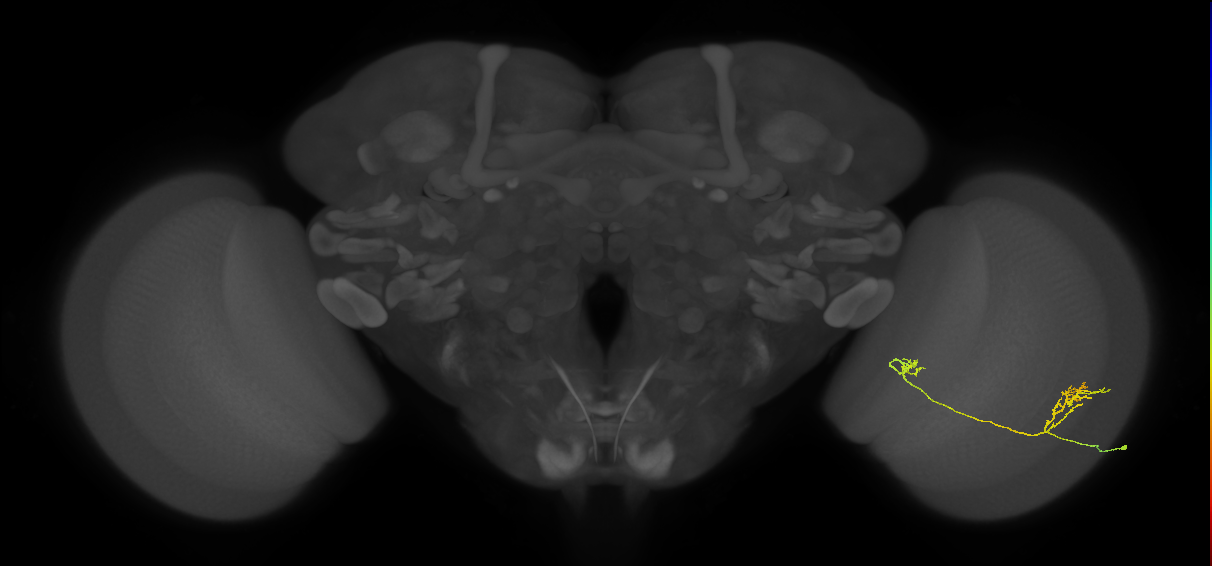 Tm33_R (JRC_OpticLobe:66734)