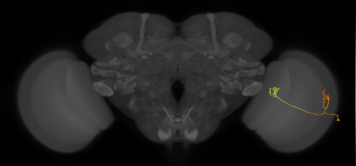 Tm33_R (JRC_OpticLobe:111687)