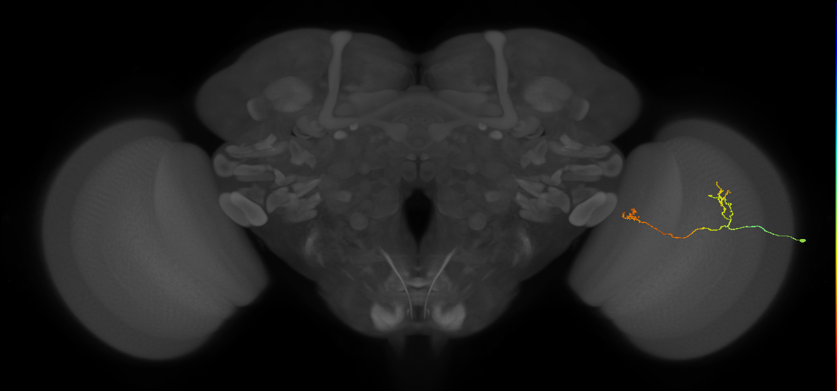 Tm33_R (JRC_OpticLobe:109715)