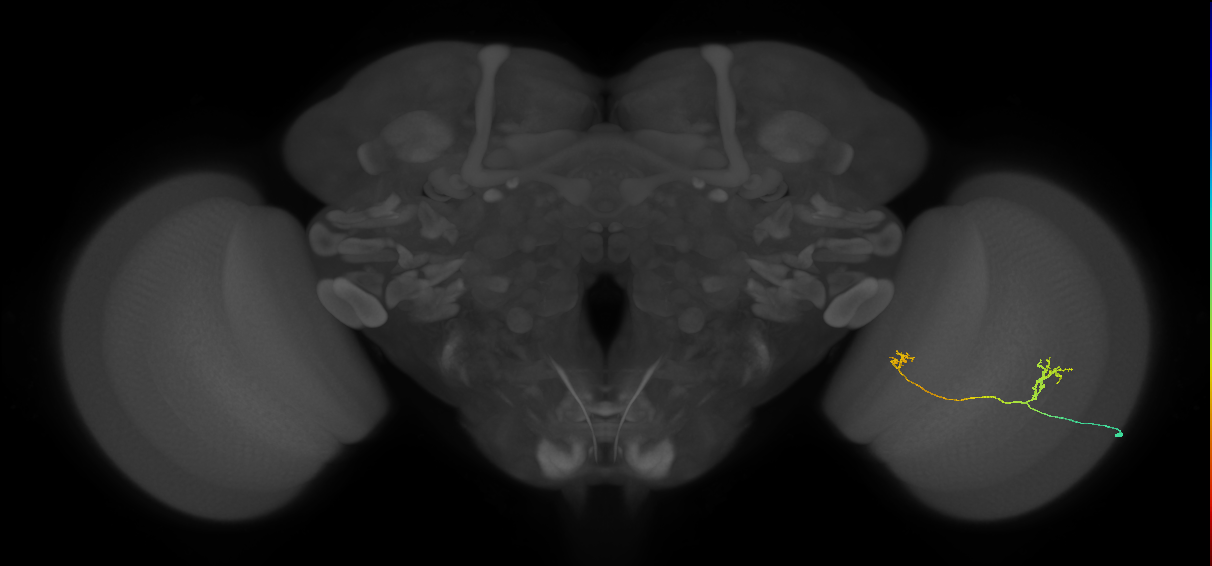 Tm33_R (JRC_OpticLobe:85800)