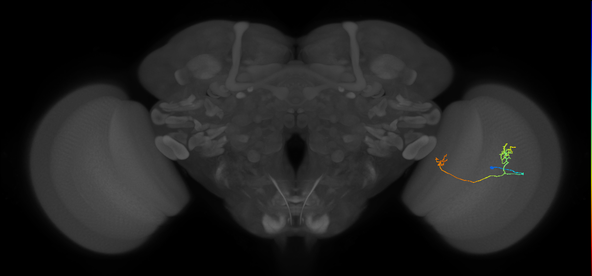 Tm33_R (JRC_OpticLobe:94325)