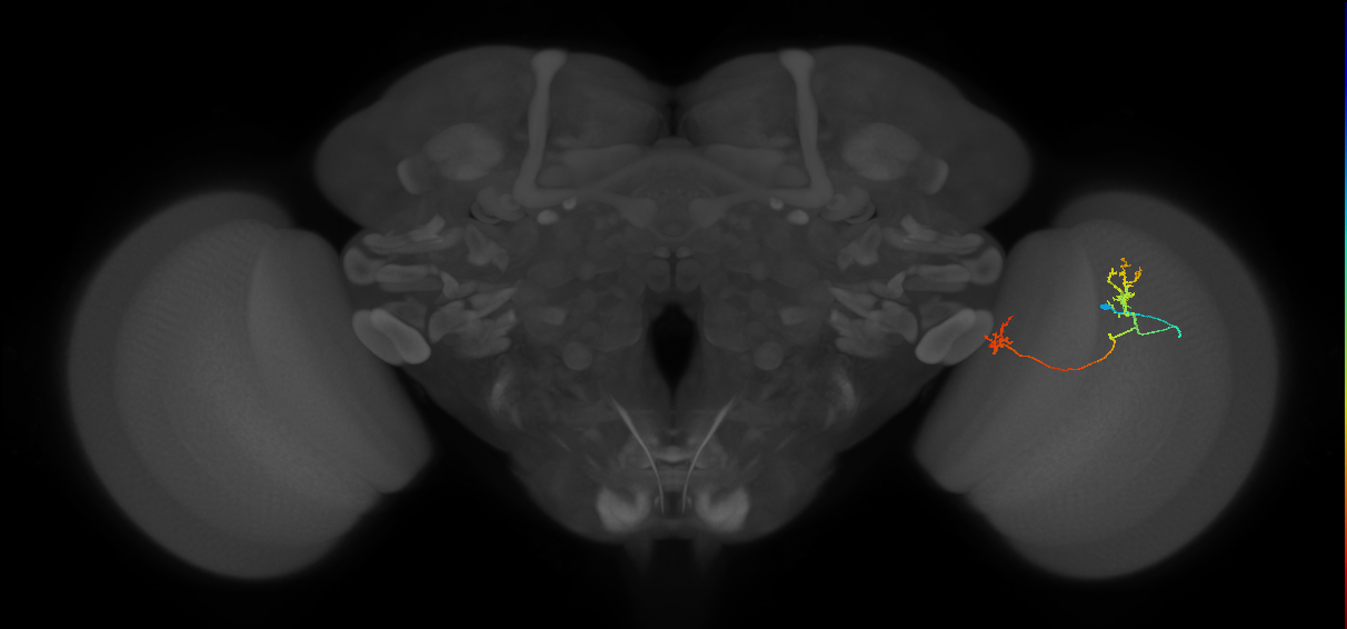Tm33_R (JRC_OpticLobe:124310)