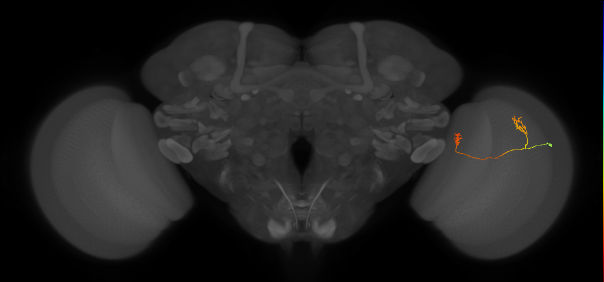 Tm33_R (JRC_OpticLobe:84506)