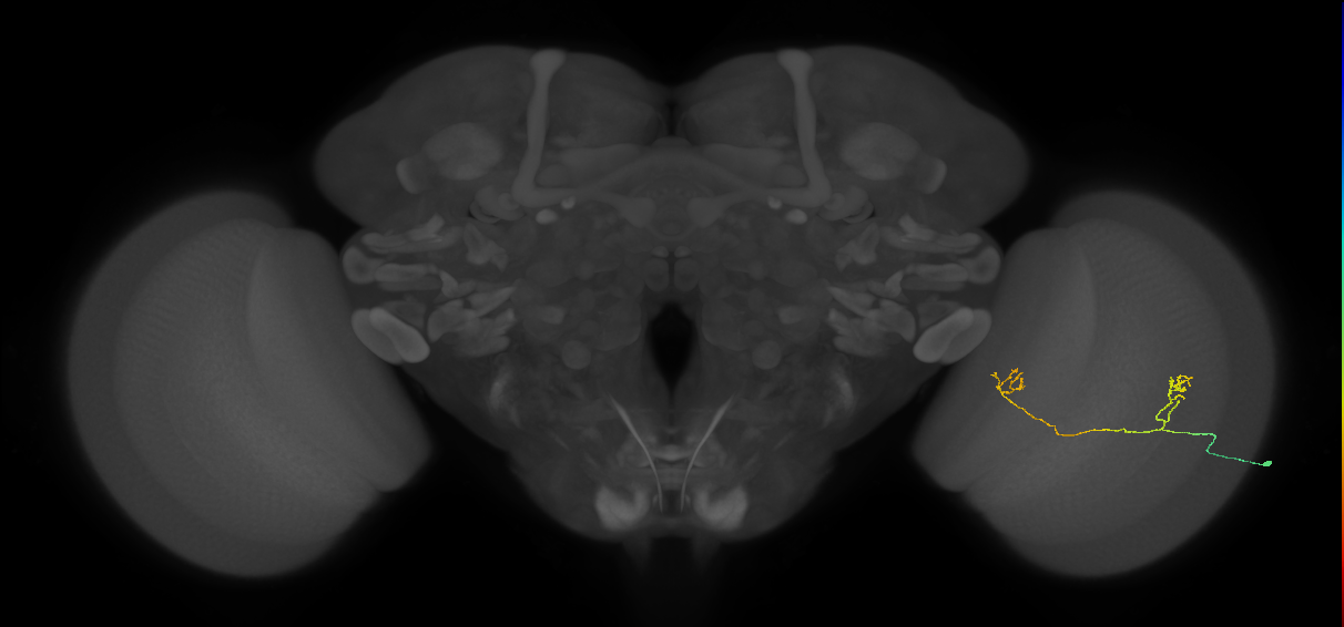 Tm33_R (JRC_OpticLobe:86129)