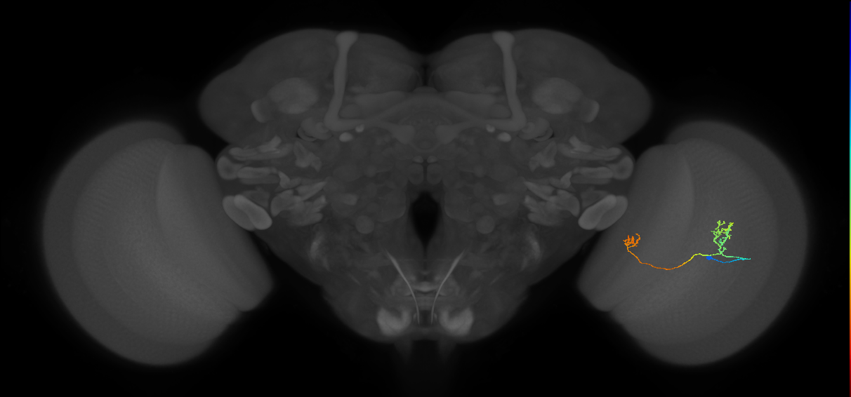 Tm33_R (JRC_OpticLobe:82587)