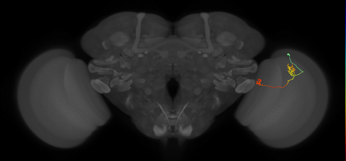 Tm33_R (JRC_OpticLobe:88759)