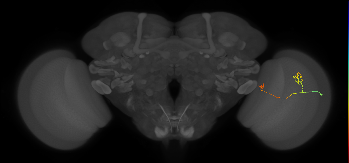 Tm33_R (JRC_OpticLobe:82616)