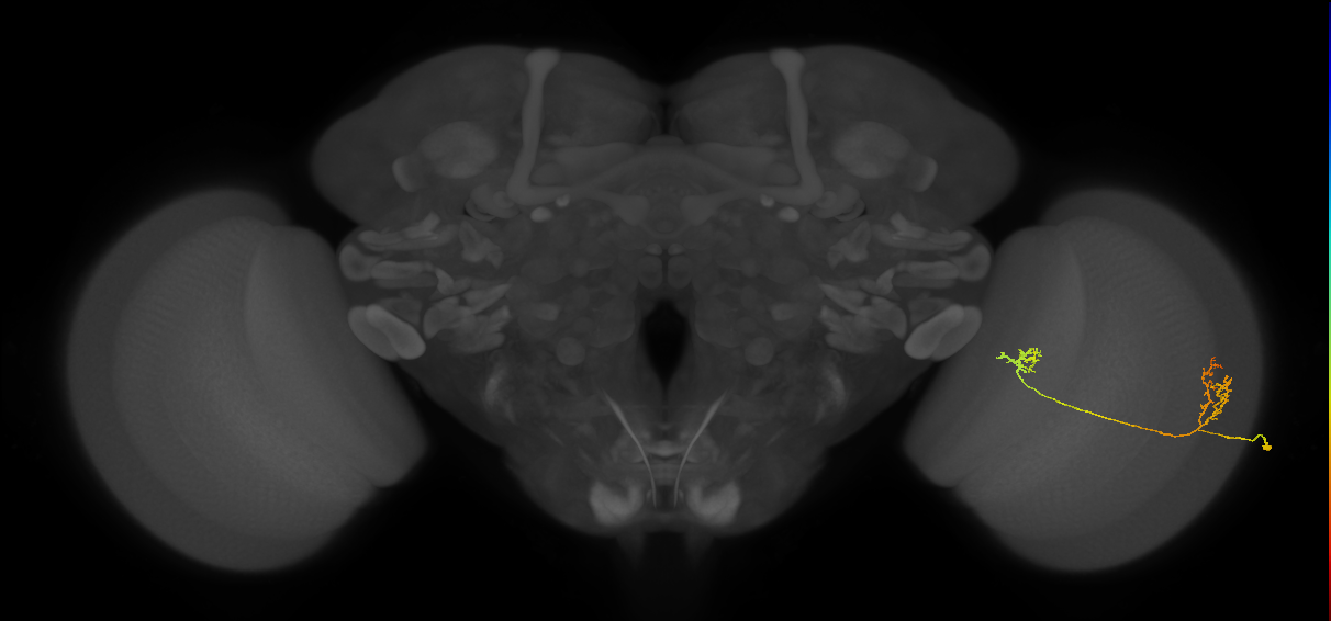Tm33_R (JRC_OpticLobe:104705)