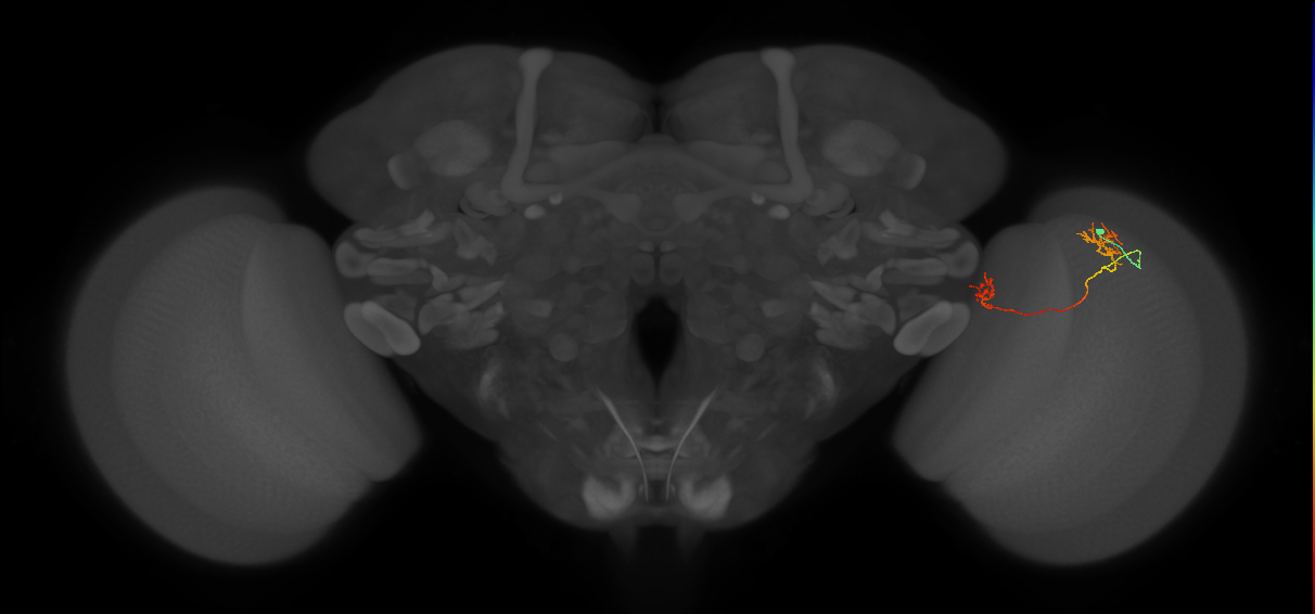 Tm33_R (JRC_OpticLobe:93304)