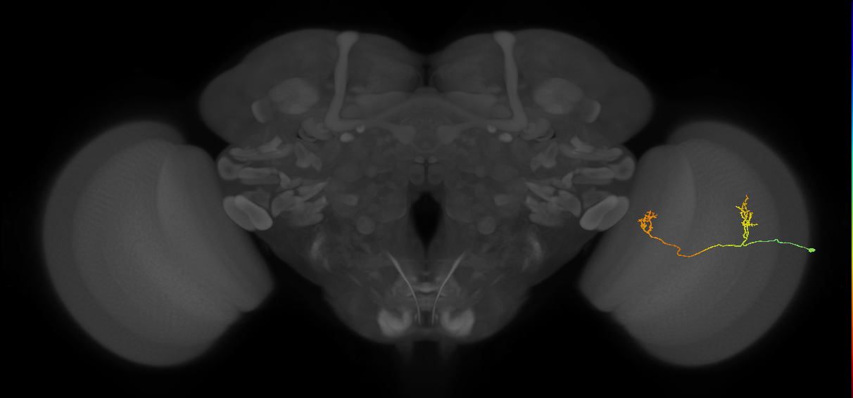 Tm33_R (JRC_OpticLobe:79865)