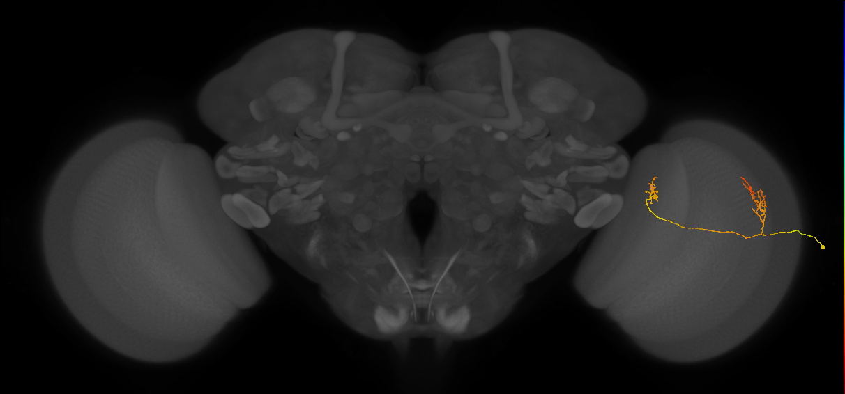 Tm33_R (JRC_OpticLobe:82555)