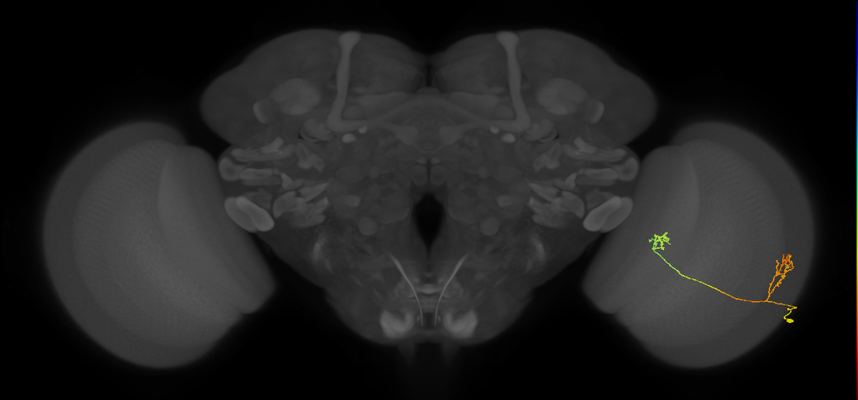 Tm33_R (JRC_OpticLobe:69833)