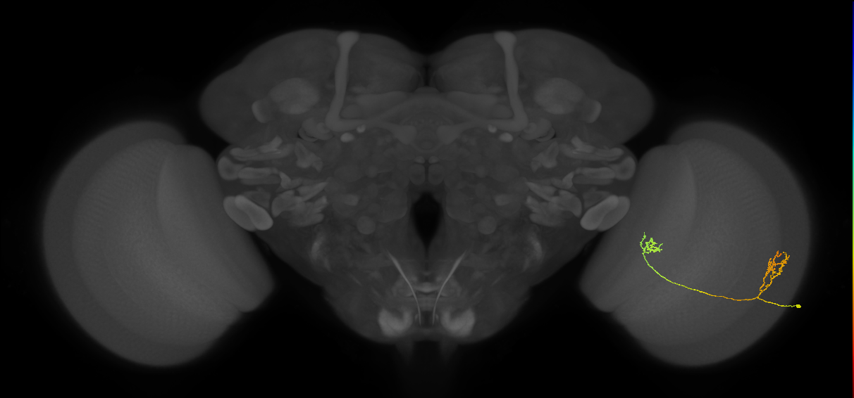 Tm33_R (JRC_OpticLobe:73074)