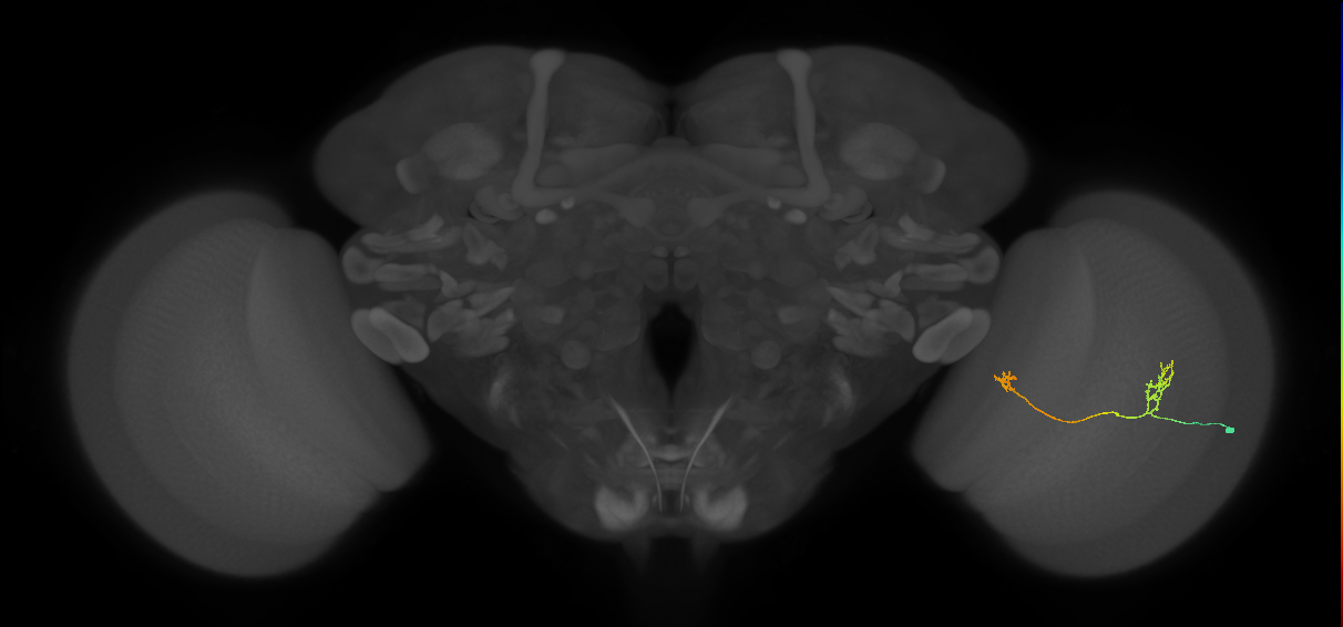 Tm33_R (JRC_OpticLobe:94915)