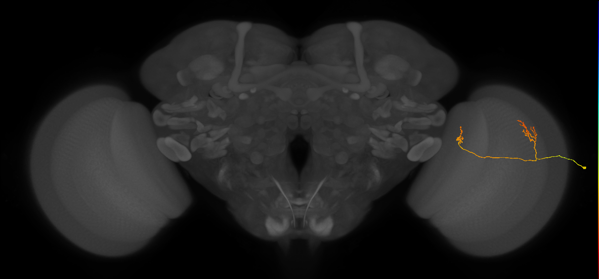 Tm33_R (JRC_OpticLobe:77541)
