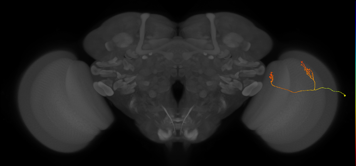 Tm33_R (JRC_OpticLobe:123502)