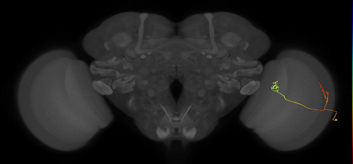 Tm33_R (JRC_OpticLobe:70856)