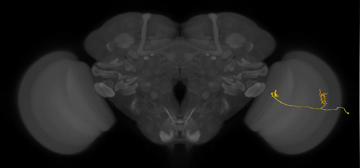 Tm33_R (JRC_OpticLobe:82276)