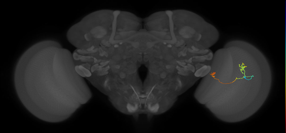 Tm33_R (JRC_OpticLobe:85855)