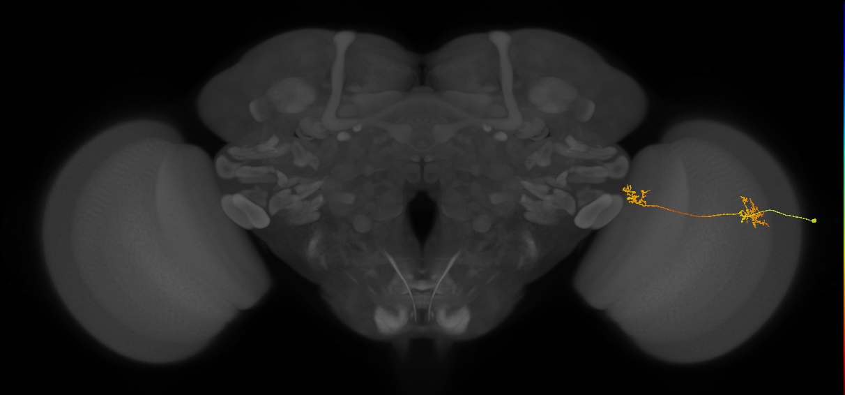 Tm34_R (JRC_OpticLobe:101829)